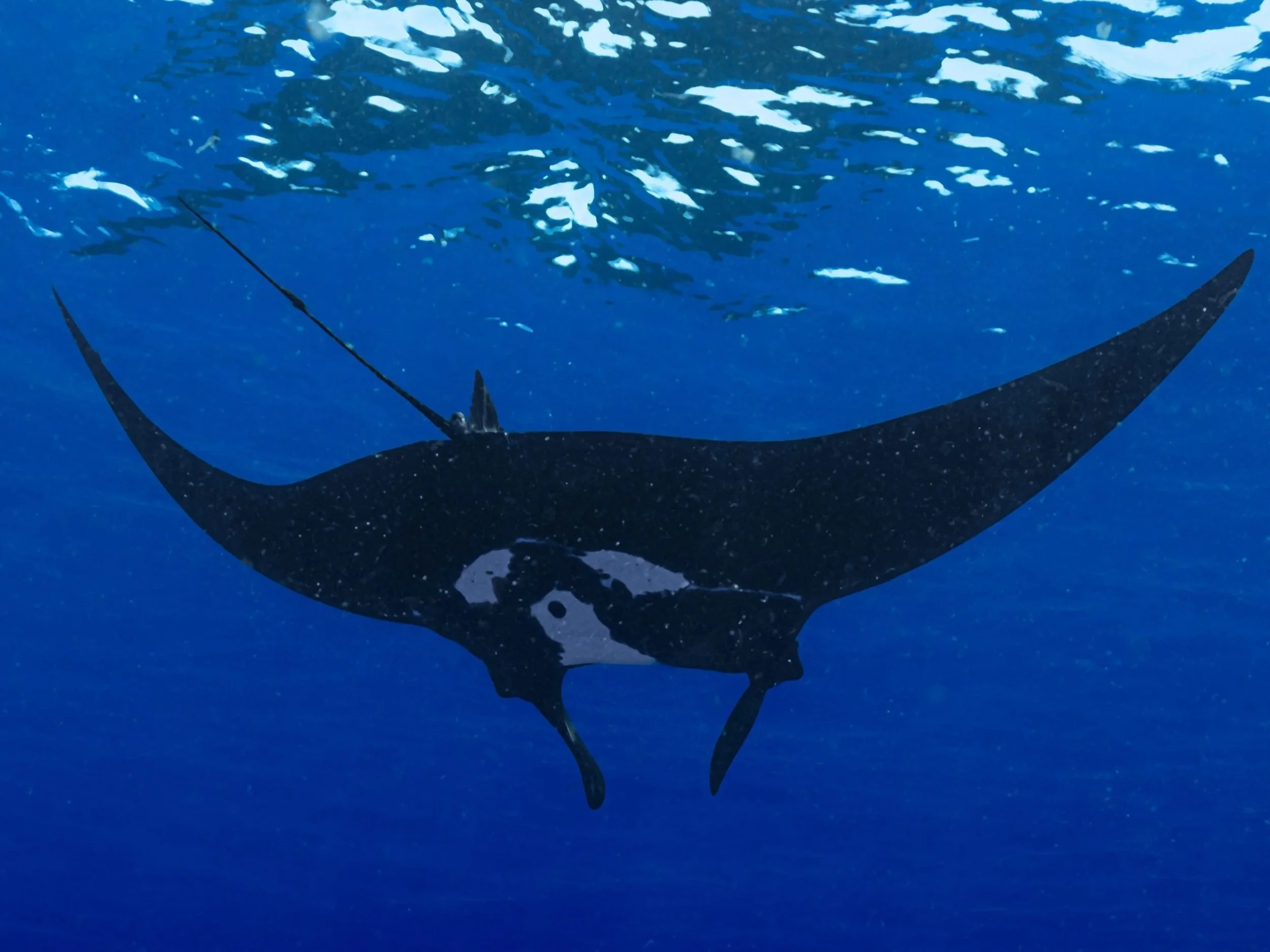 Hawaiian Adventures Kona Whale and Wildlife Log | July 11, 2026